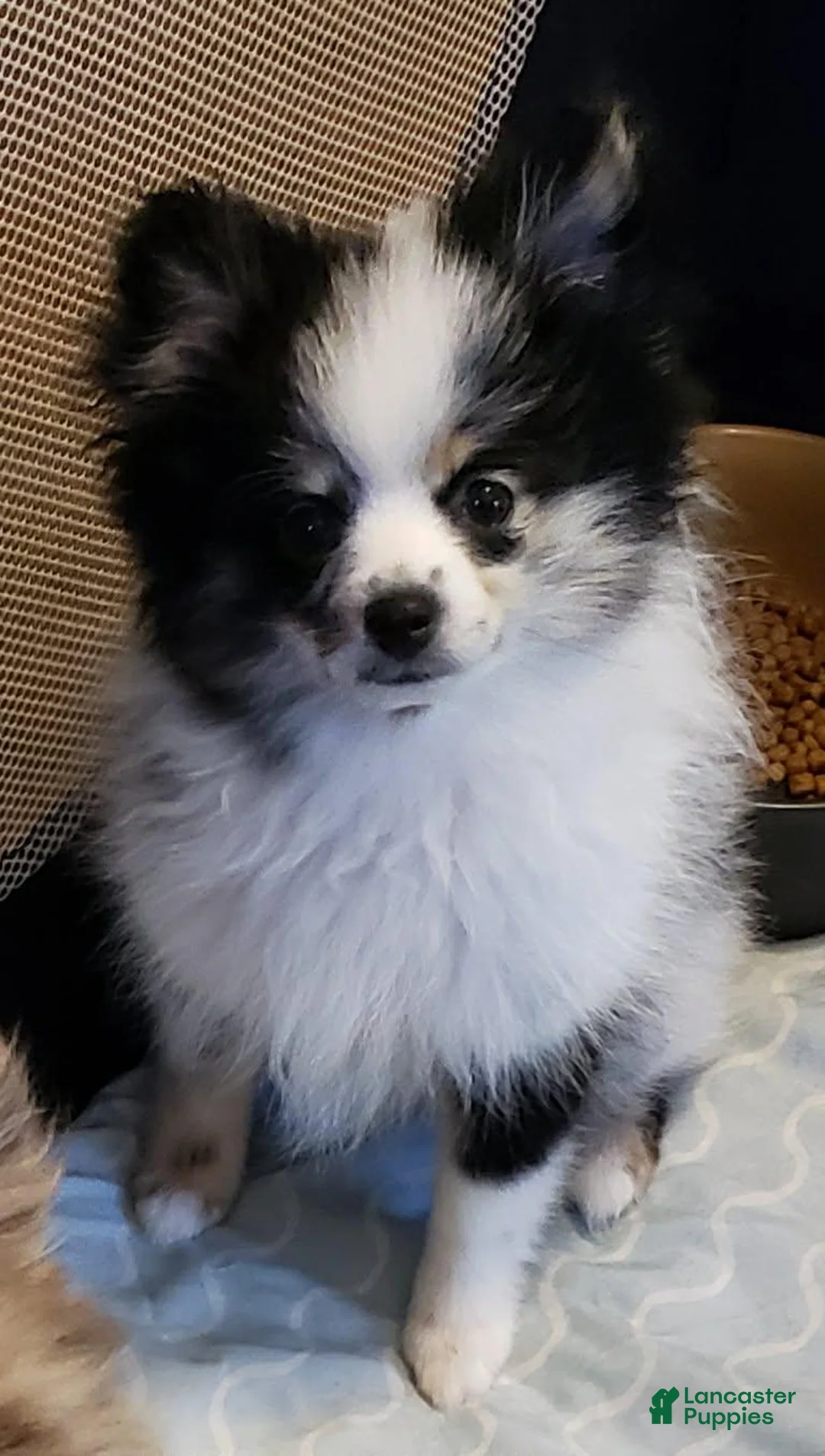 Pomeranian dogs for sale: Pomeranian 2 - Ad 1