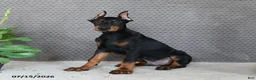 Doberman Pinscher dogs for sale: Duke - Ad 5