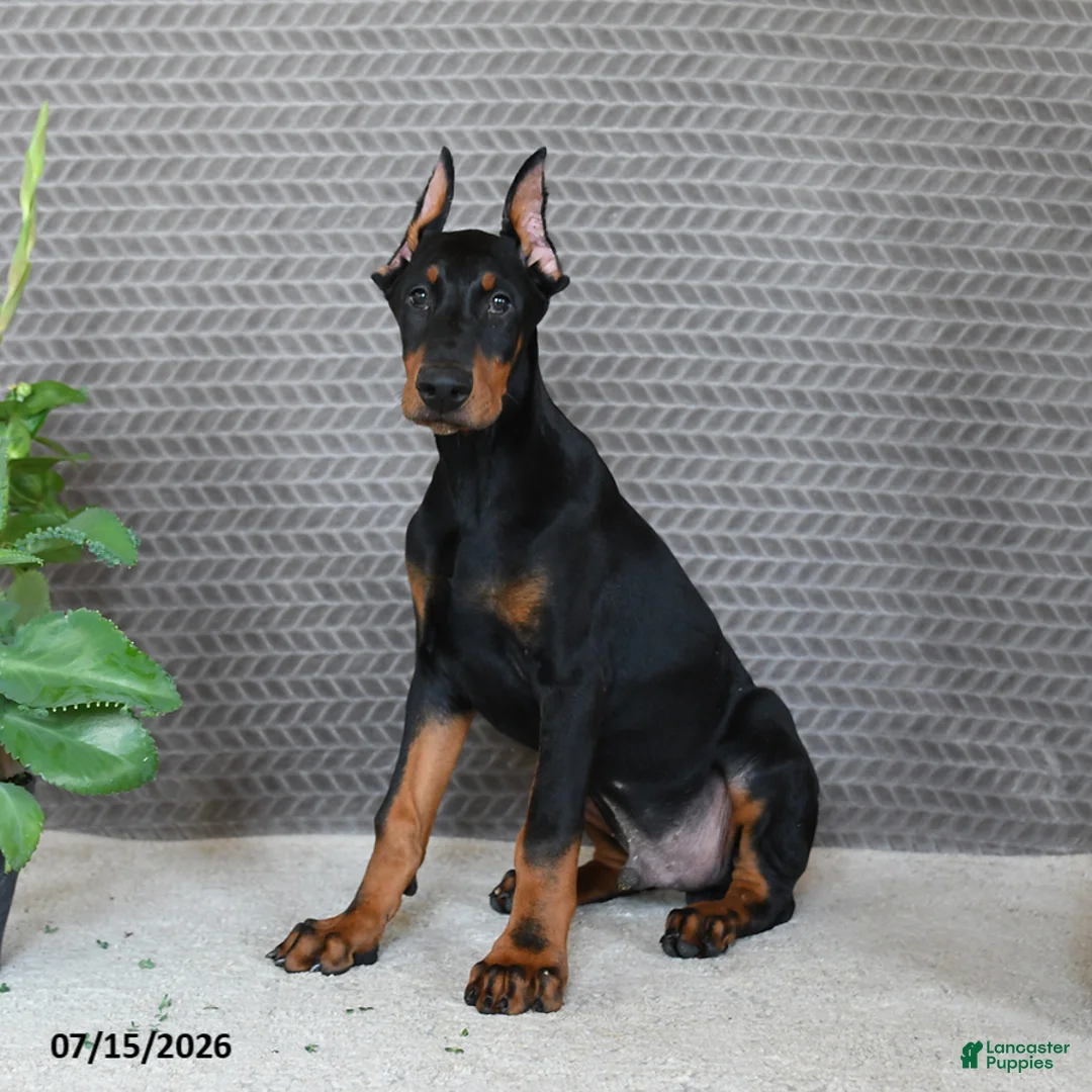 Doberman Pinscher dogs for sale: Duke - Ad 5