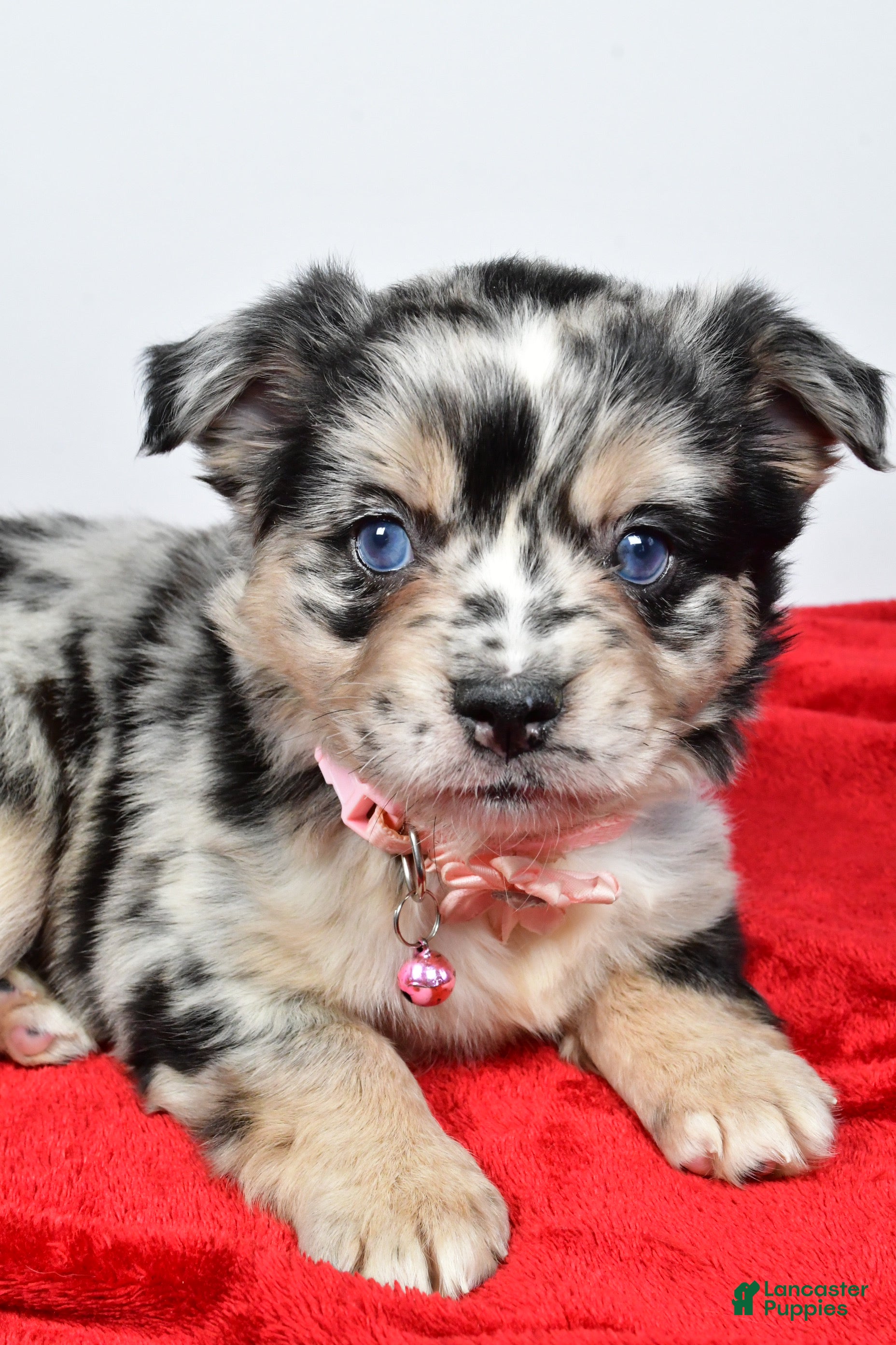 Mixed Breed dogs Cindy - Ad 2