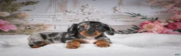 Miniature Dachshund dogs for sale: Leo - Ad 7