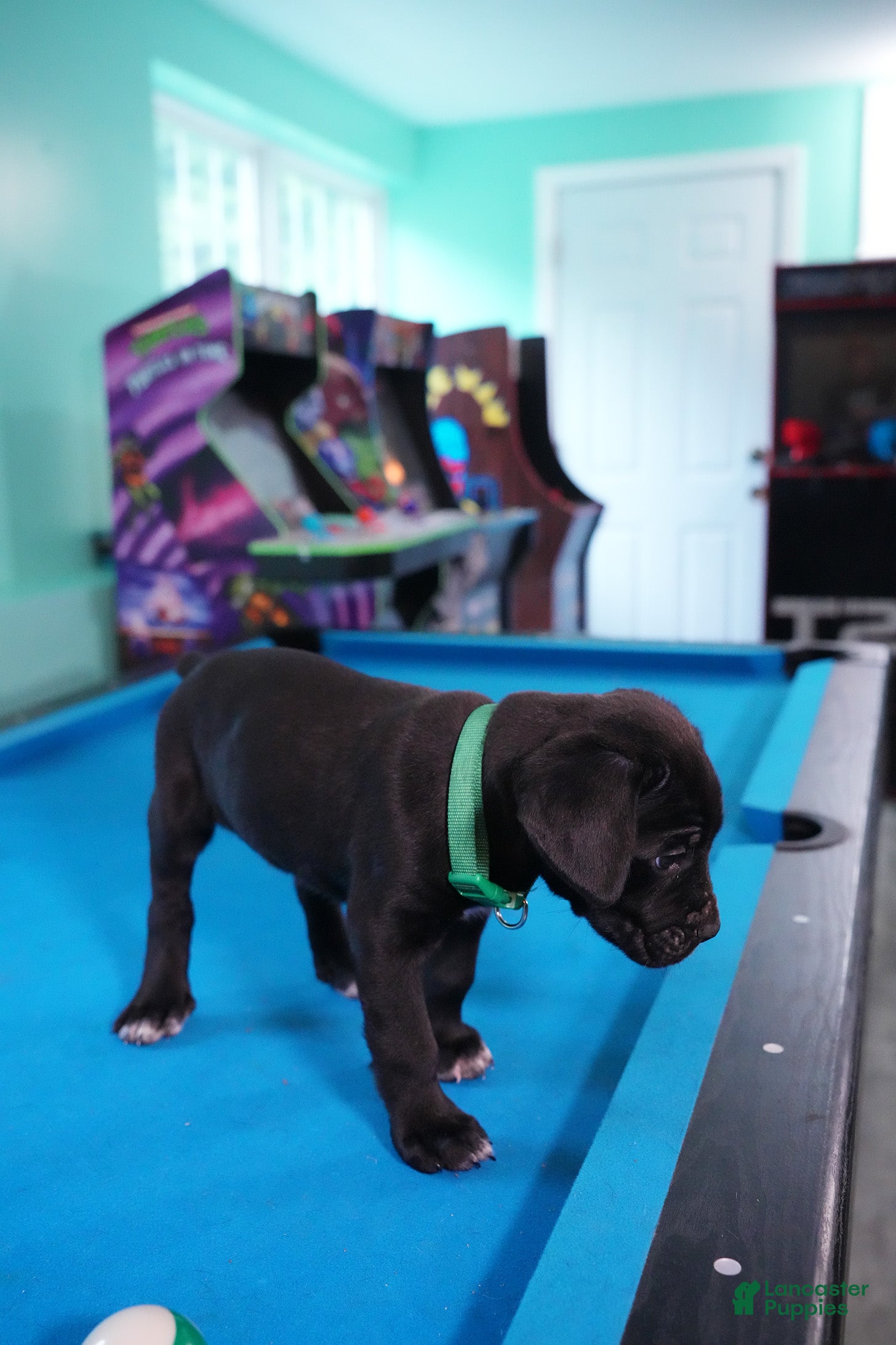 Cane Corso dogs Thanos - Ad 1
