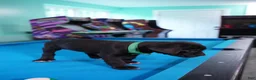 Cane Corso dogs for sale: Thanos - Ad 1