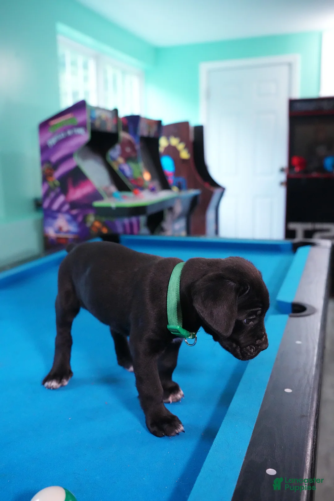 Cane Corso dogs for sale: Thanos - Ad 1