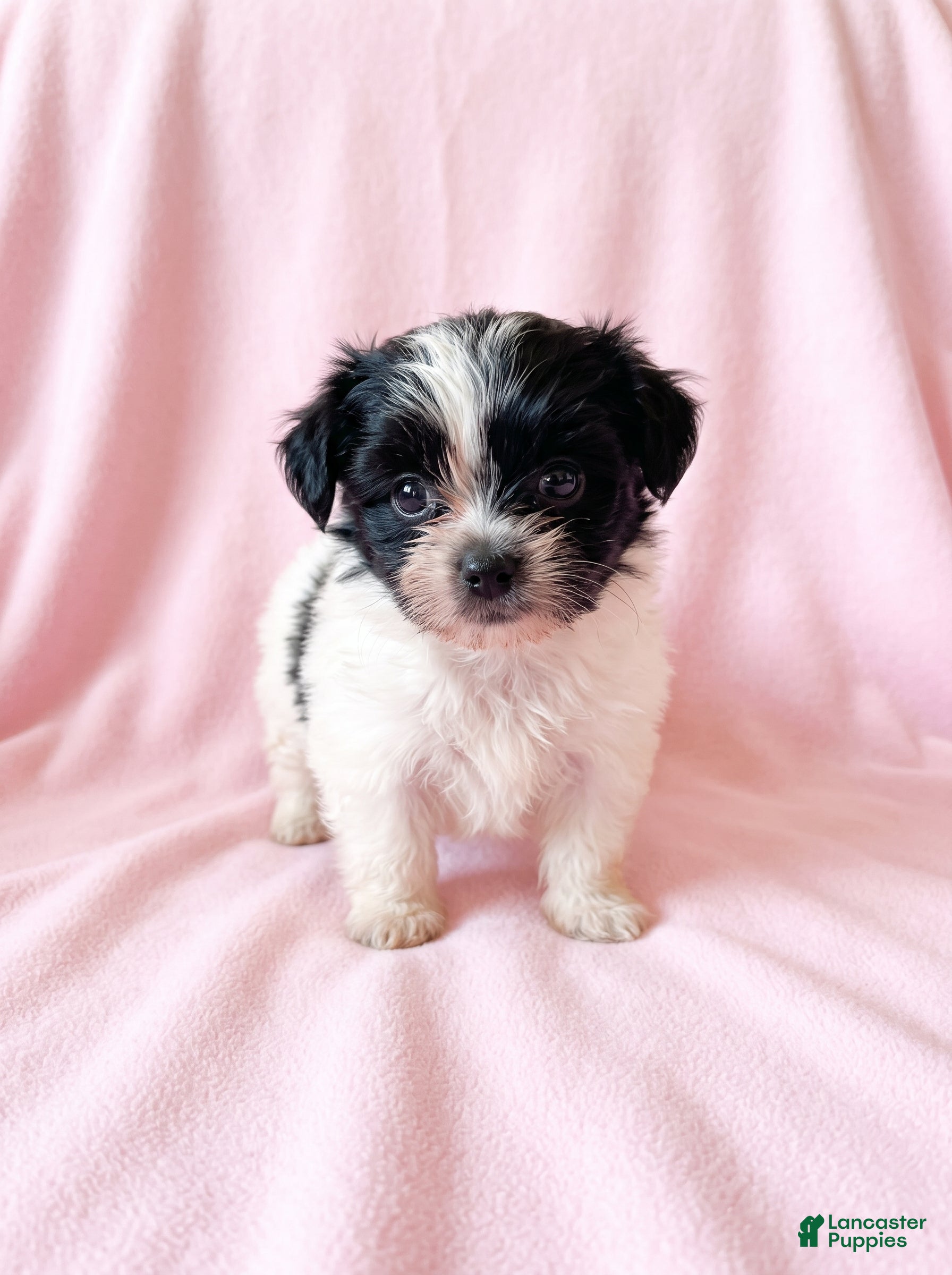 Mixed Breed dogs for sale: Princess - Ad 1