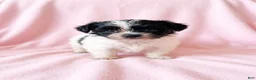 Mixed Breed dogs for sale: Princess - Ad 1