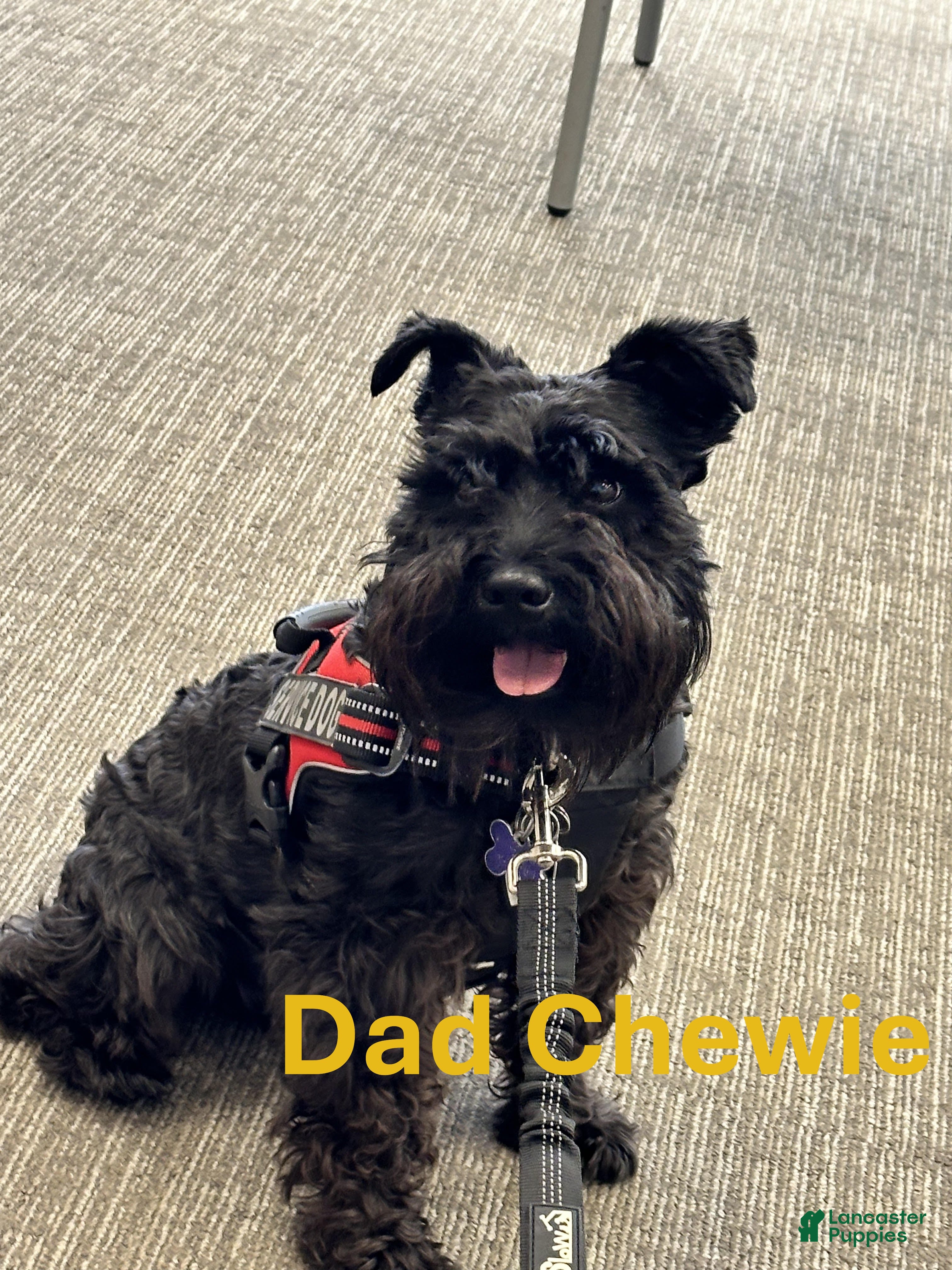 Chewbacca