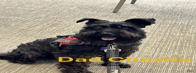 Chewbacca