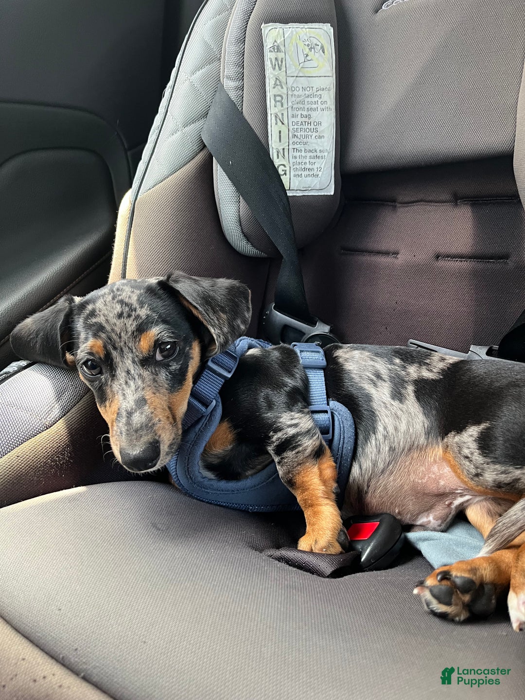 Miniature Dachshund dogs for stud: Papi!  - Ad 3