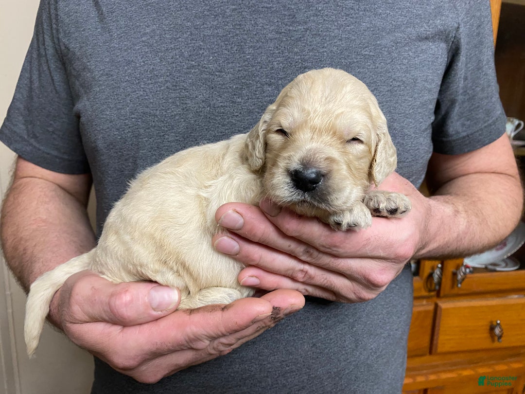 Goldendoodle dogs for sale: Goldendoodle Puppy 4 - Ad 6