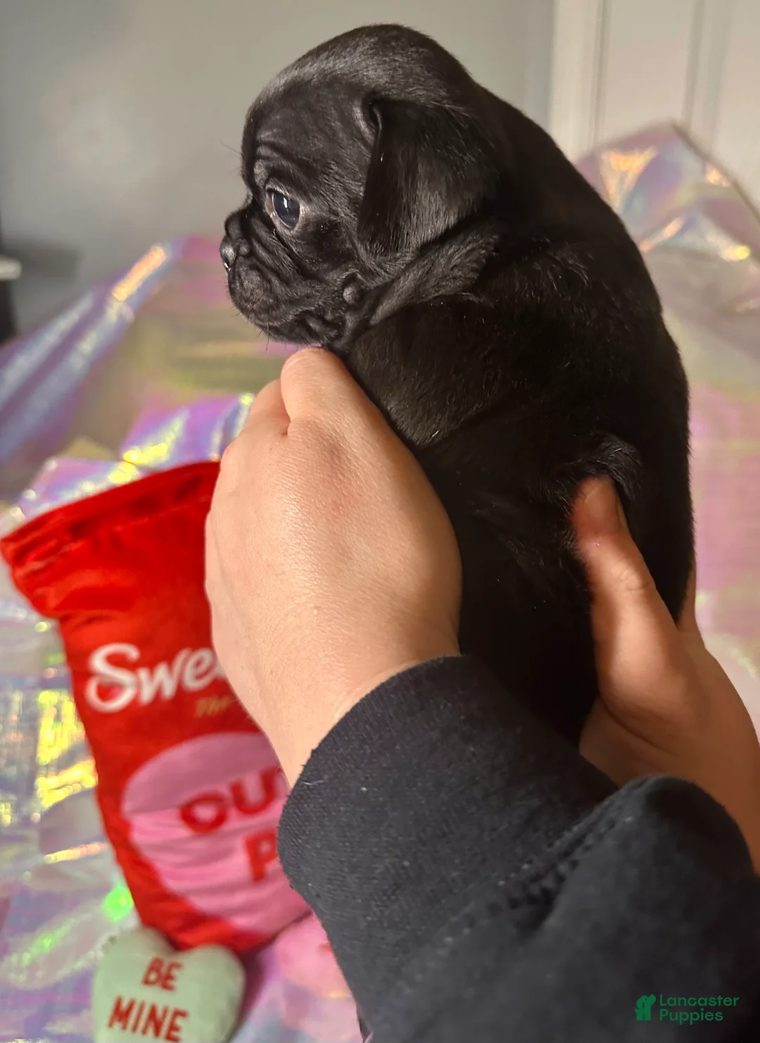 Pug dogs for sale: Cocoa - Ad 4