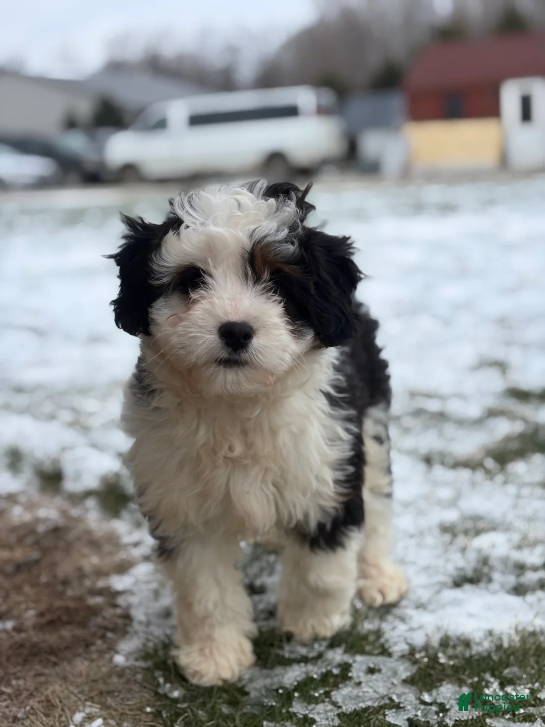Mini Bernedoodle dogs for sale: Lacy - Ad 1