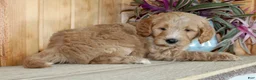Mini Goldendoodle dogs for sale: Fenn - Ad 6