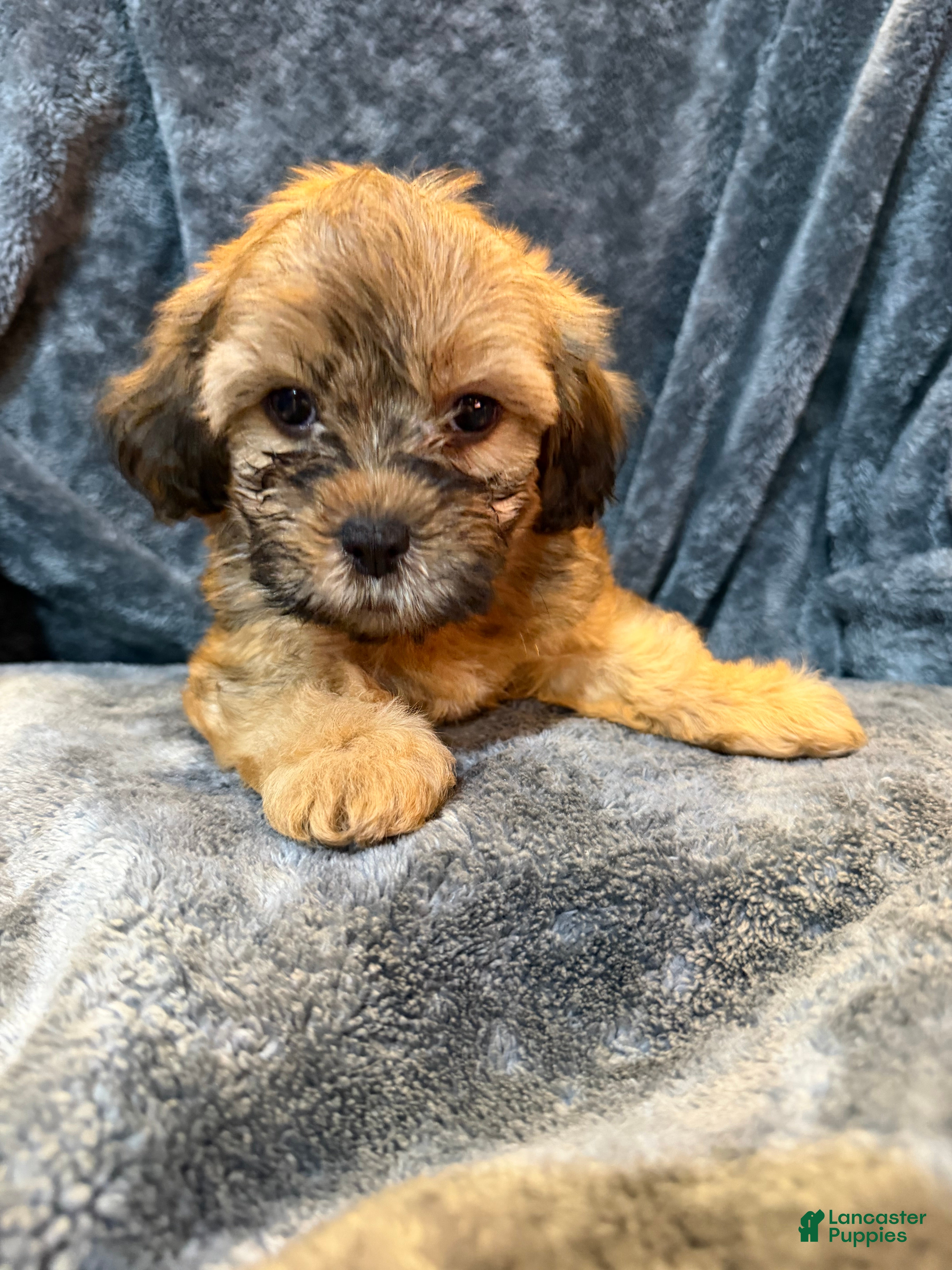 Mixed Breed dogs Lucky  - Ad 2