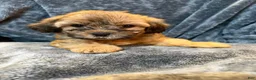 Mixed Breed dogs for sale: Lucky  - Ad 2