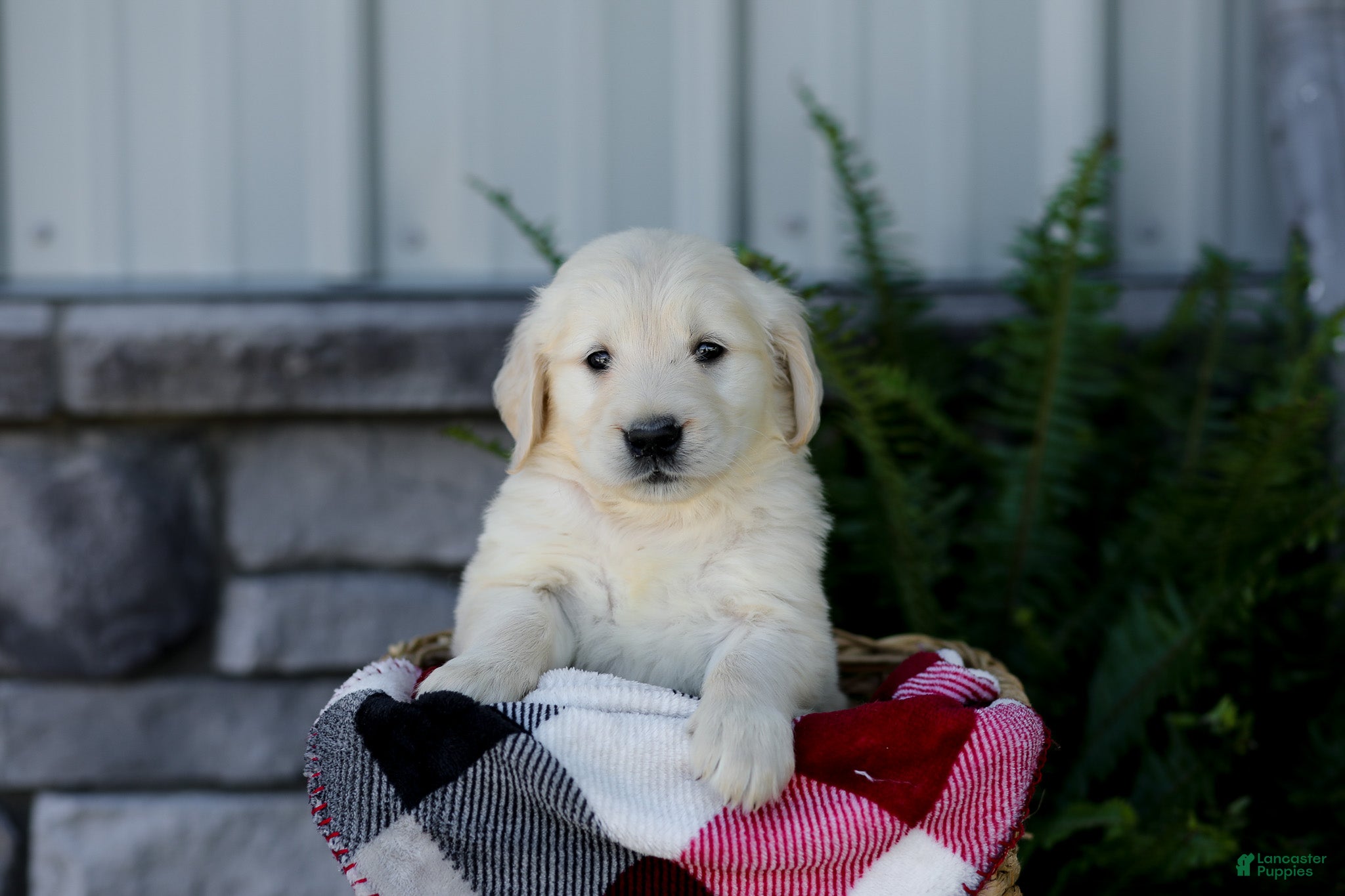 Golden Retriever dogs for sale: Brent - Ad 4