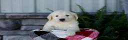Golden Retriever dogs for sale: Brent - Ad 1