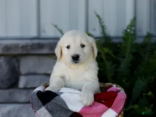 Golden Retriever dogs for sale: Brent - Ad 4