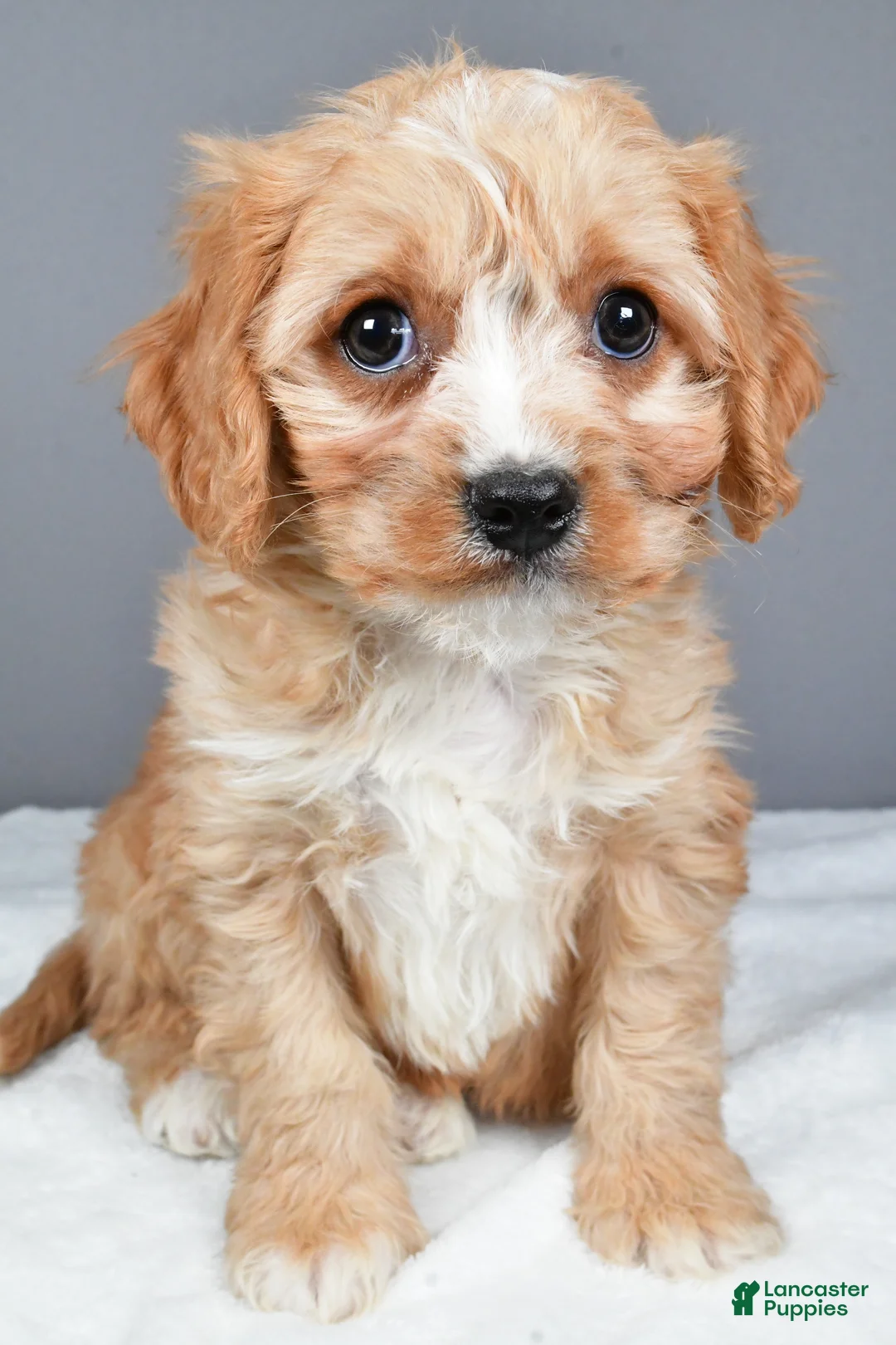 Cavachon dogs for sale: Rocky - Ad 7