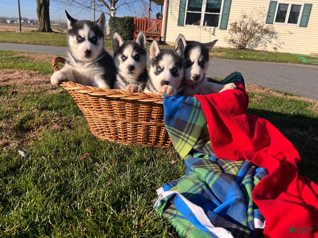 Siberian Husky dogs for sale: Apollo(Monster Paws)🎄❤️Call 717-925-6681 - Ad 2