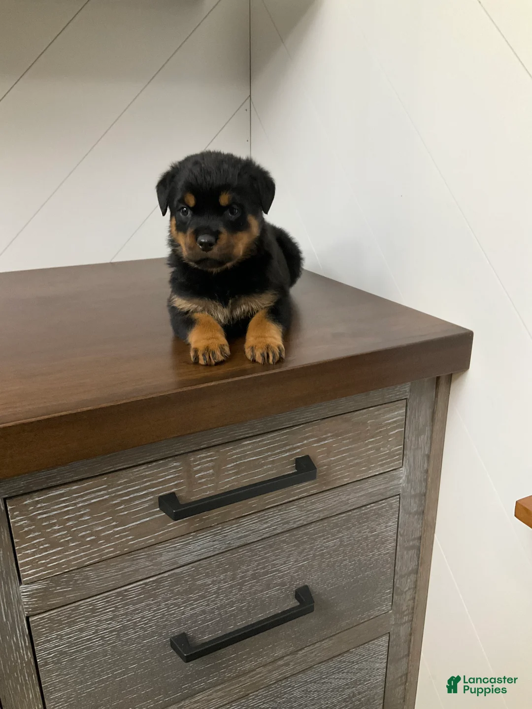 Rottweiler dogs for sale: Rottweiler Puppy 1 - Ad 9