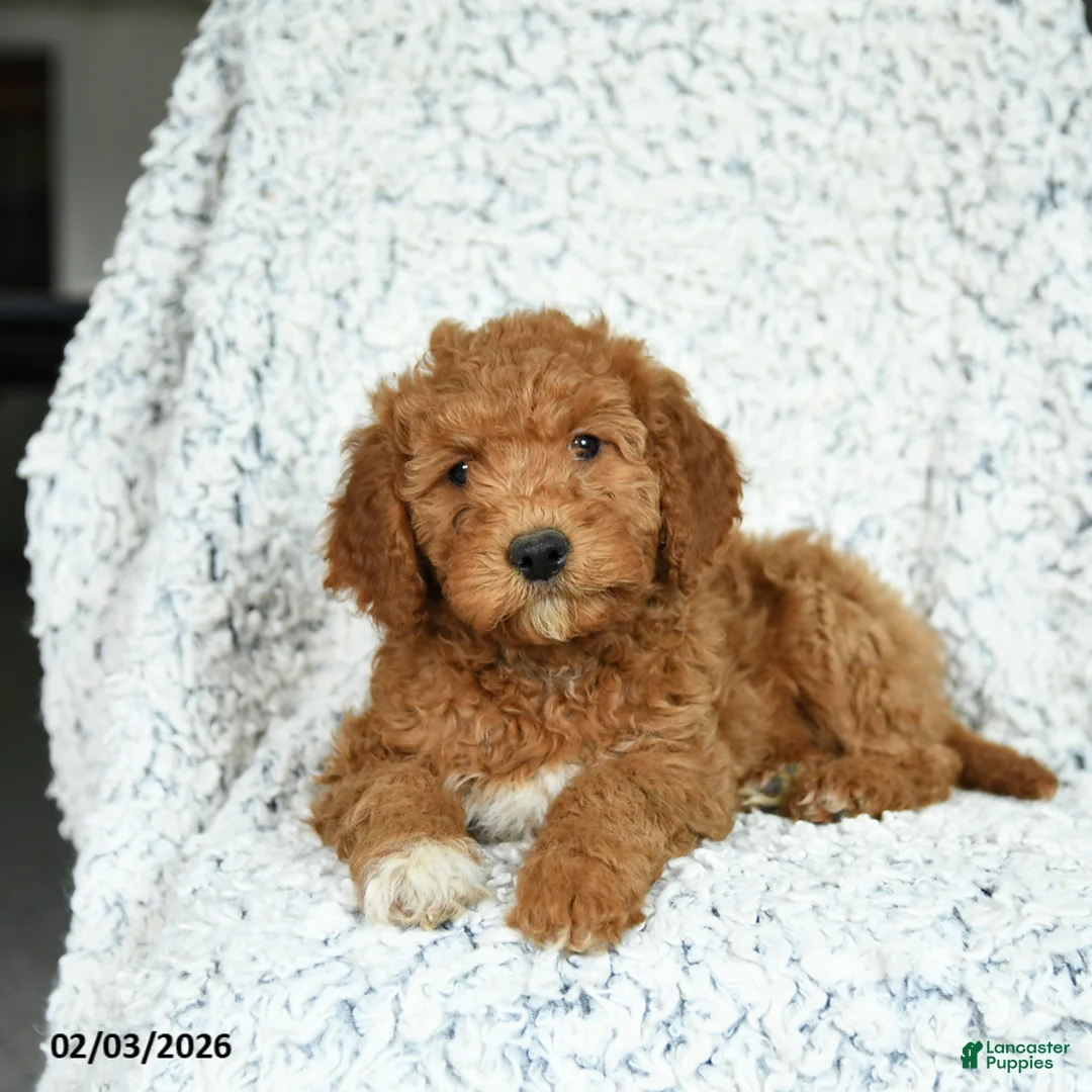 Mini Goldendoodle dogs for sale: Maple   - Ad 2