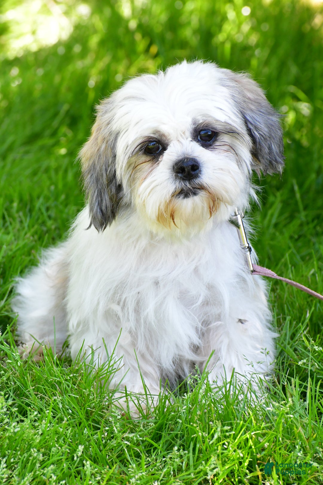 Shih Tzu dogs for sale: Kobe - Ad 9