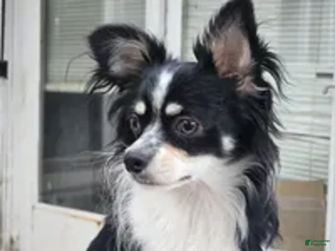 Pomchi dogs for sale: Bamboo (Tri LH) [Neutered} - Ad 3