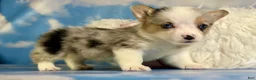 Welsh Corgi Pembroke dogs for sale: ACA Duncan natural bobtail Bluie and fully carrier triple clear - Ad 2