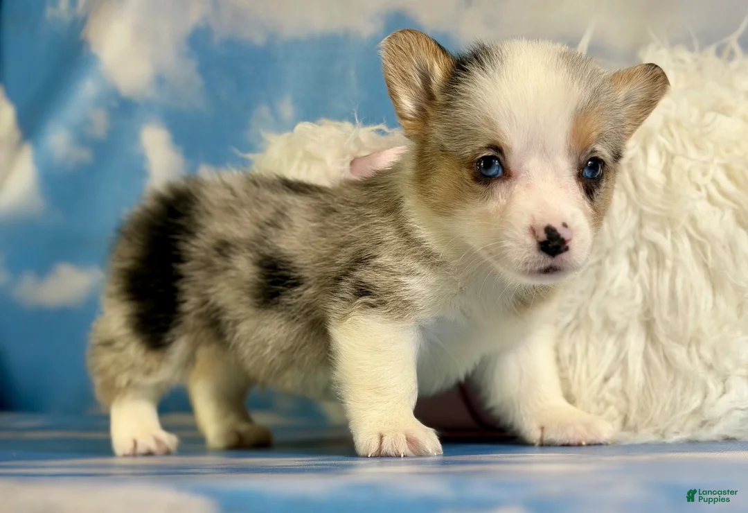 Welsh Corgi Pembroke dogs for sale: ACA Duncan natural bobtail Bluie and fully carrier triple clear - Ad 2