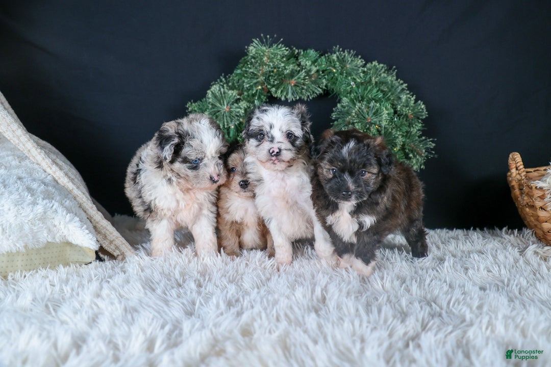 Mini Aussiedoodle dogs for sale: Gary - Ad 17