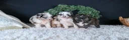 Mini Aussiedoodle dogs for sale: Gary - Ad 17