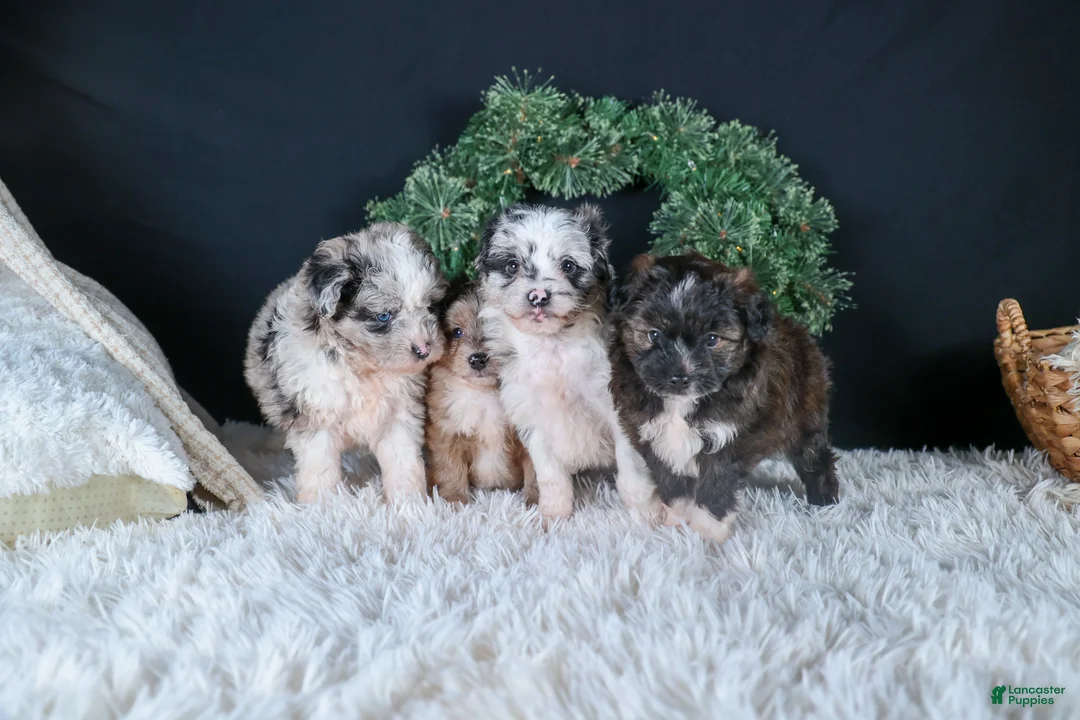 Mini Aussiedoodle dogs for sale: Gary - Ad 17