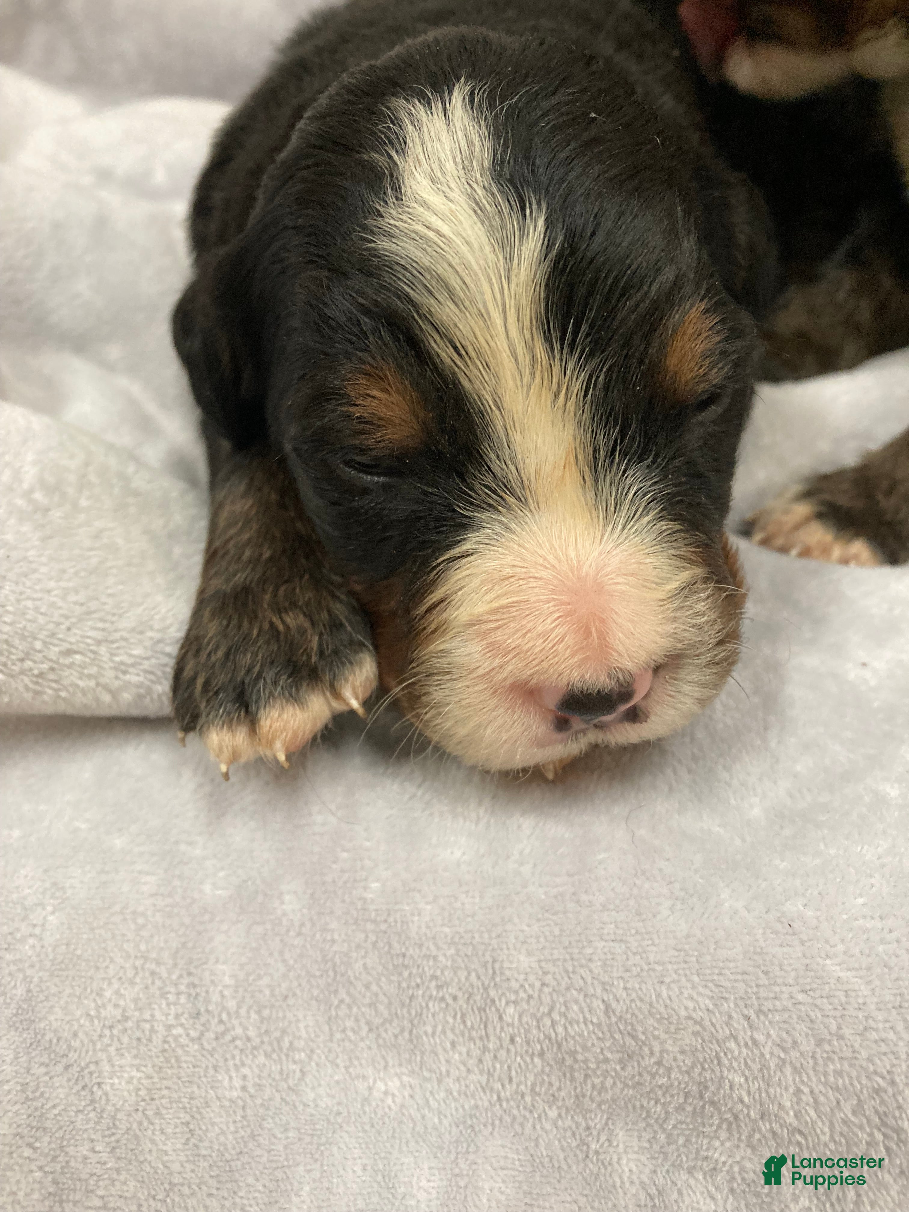 Bernese Mountain Dog dogs Timmy  - Ad 2