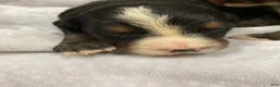 Bernese Mountain Dog dogs for sale: Timmy  - Ad 8