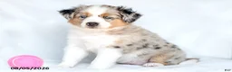 Miniature Australian Shepherd dogs for sale: Shayla - Ad 3
