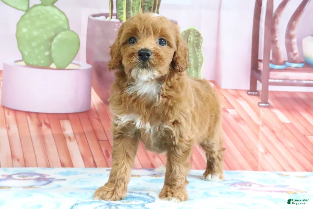 Mini Goldendoodle dogs for sale: Heidi - Ad 1
