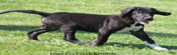 Great Dane dogs for sale: Mitzi - Ad 4