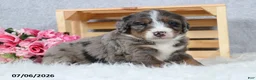 Mini Bernedoodle dogs for sale: Captain - Ad 9