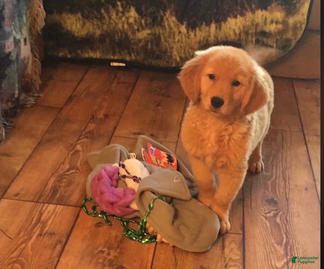 Golden Retriever dogs for sale: Braxton - Ad 1