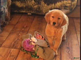 Golden Retriever dogs Braxton - Ad 5