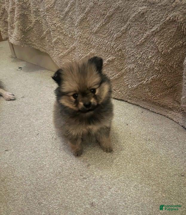 Pomeranian dogs for sale: Rex - Ad 2