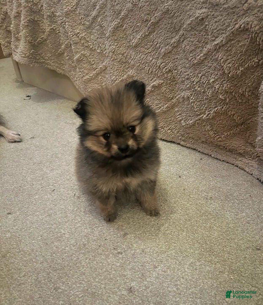 Pomeranian dogs for sale: Rex - Ad 1