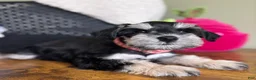 Miniature Schnauzer dogs for sale: Daisy - Ad 10