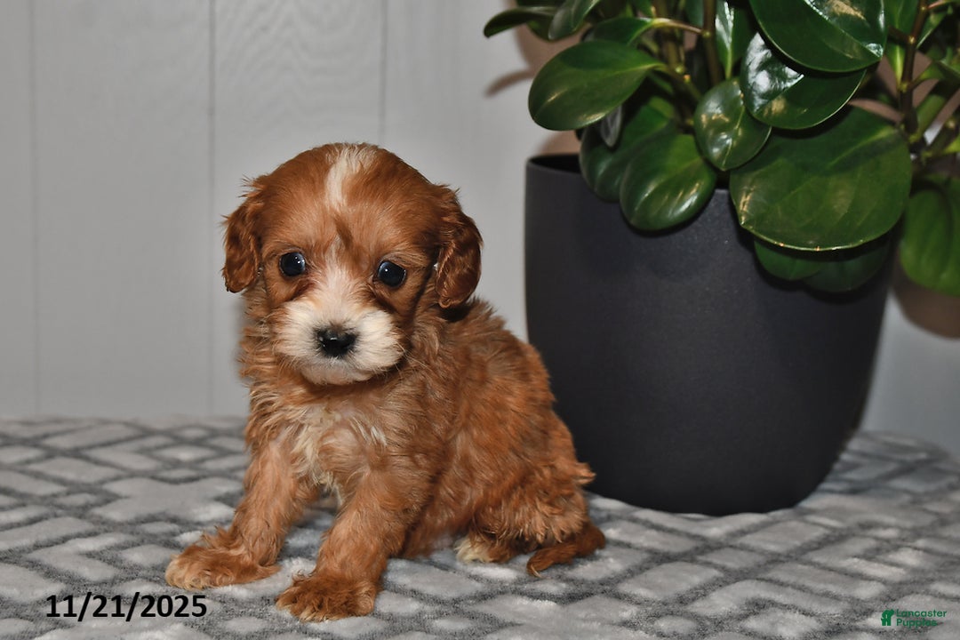 Cavapoo dogs for sale: Ollie - Ad 1