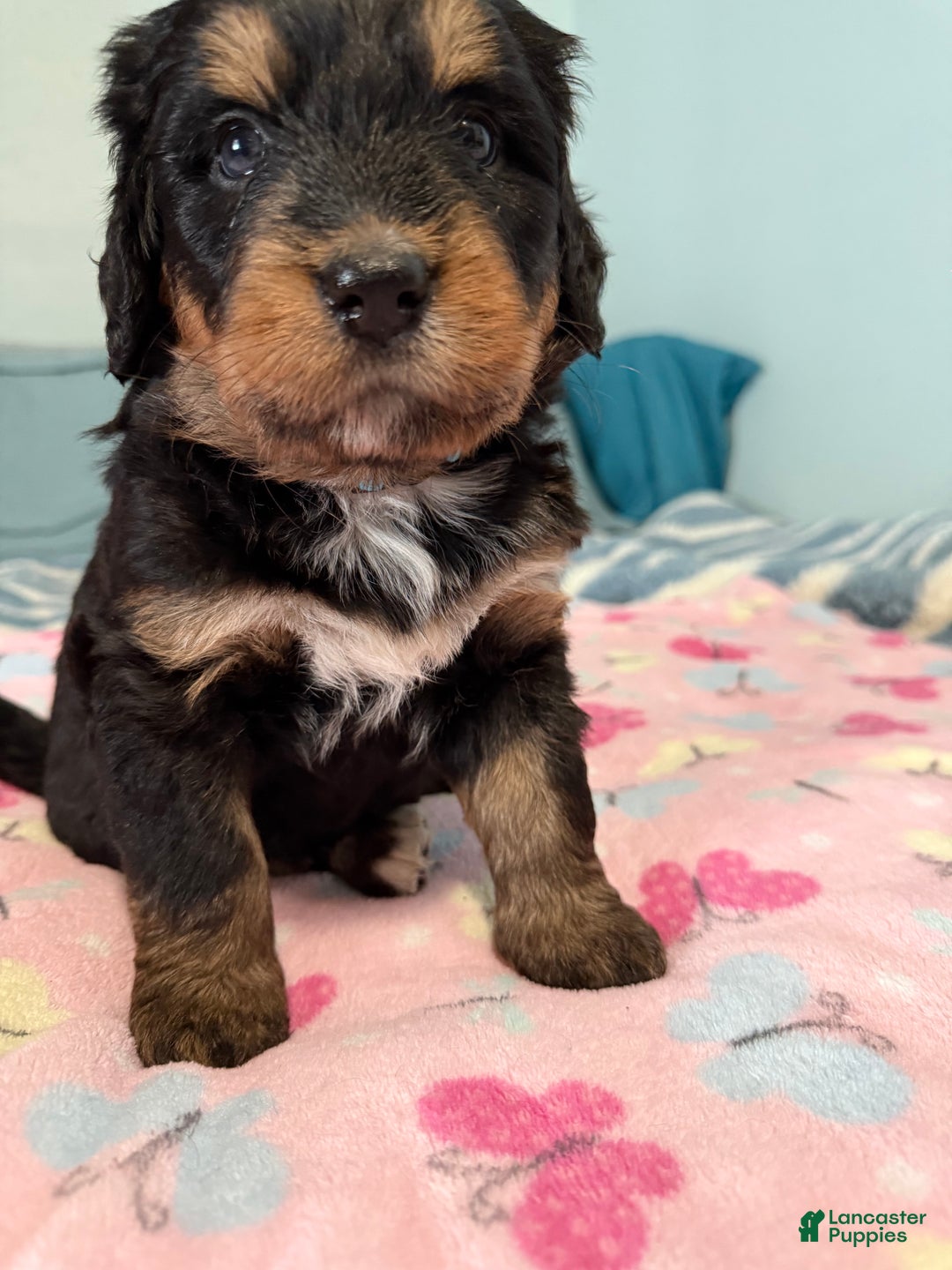 Mixed Breed dogs for sale: Mixed Breed Puppy 4 - Ad 7