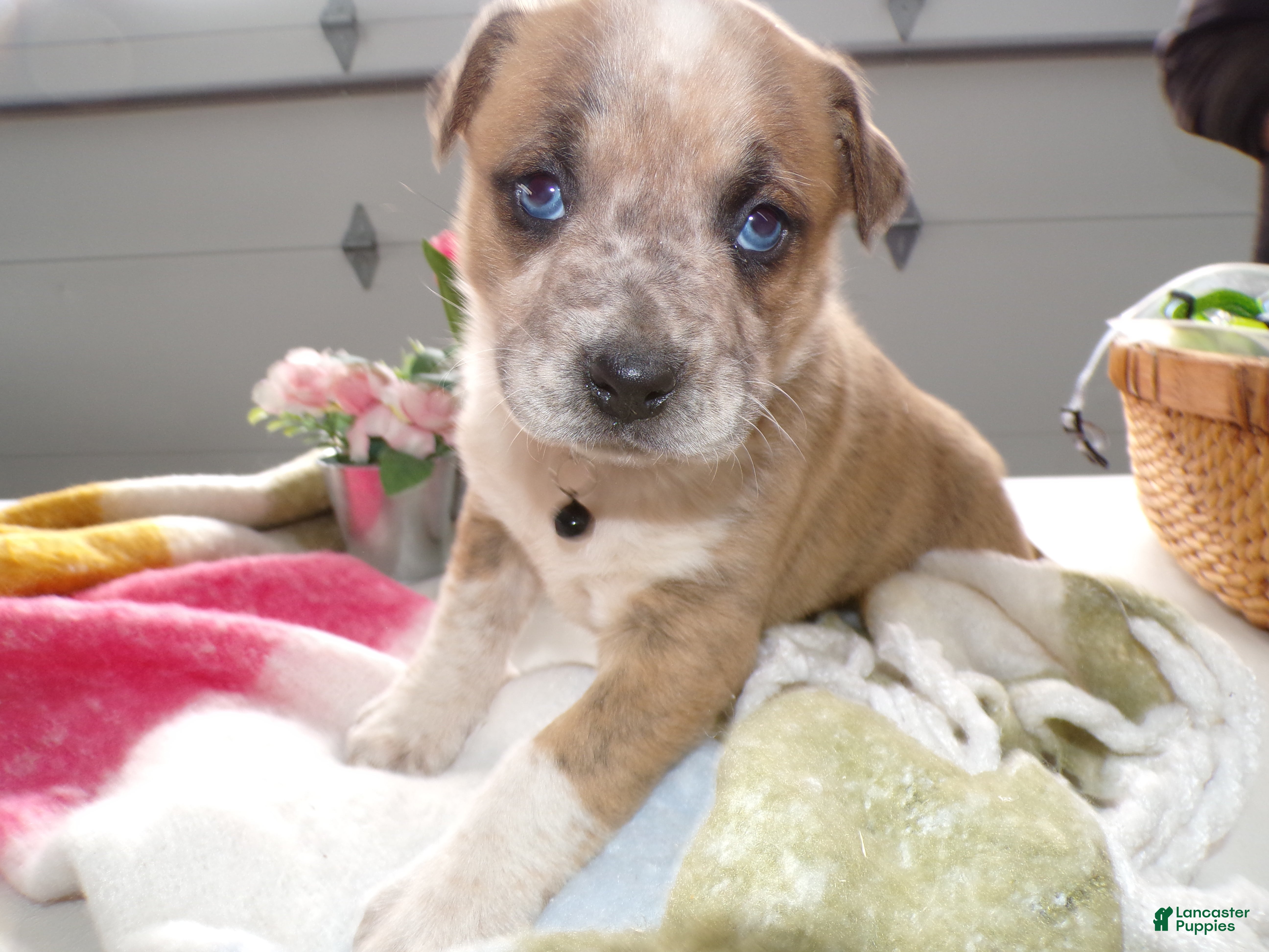 Boxer dogs Boxer Puppy 3 Baxter - Ad 38