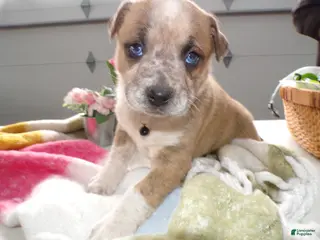 Boxer dogs Boxer Puppy 3 Baxter - Ad 38