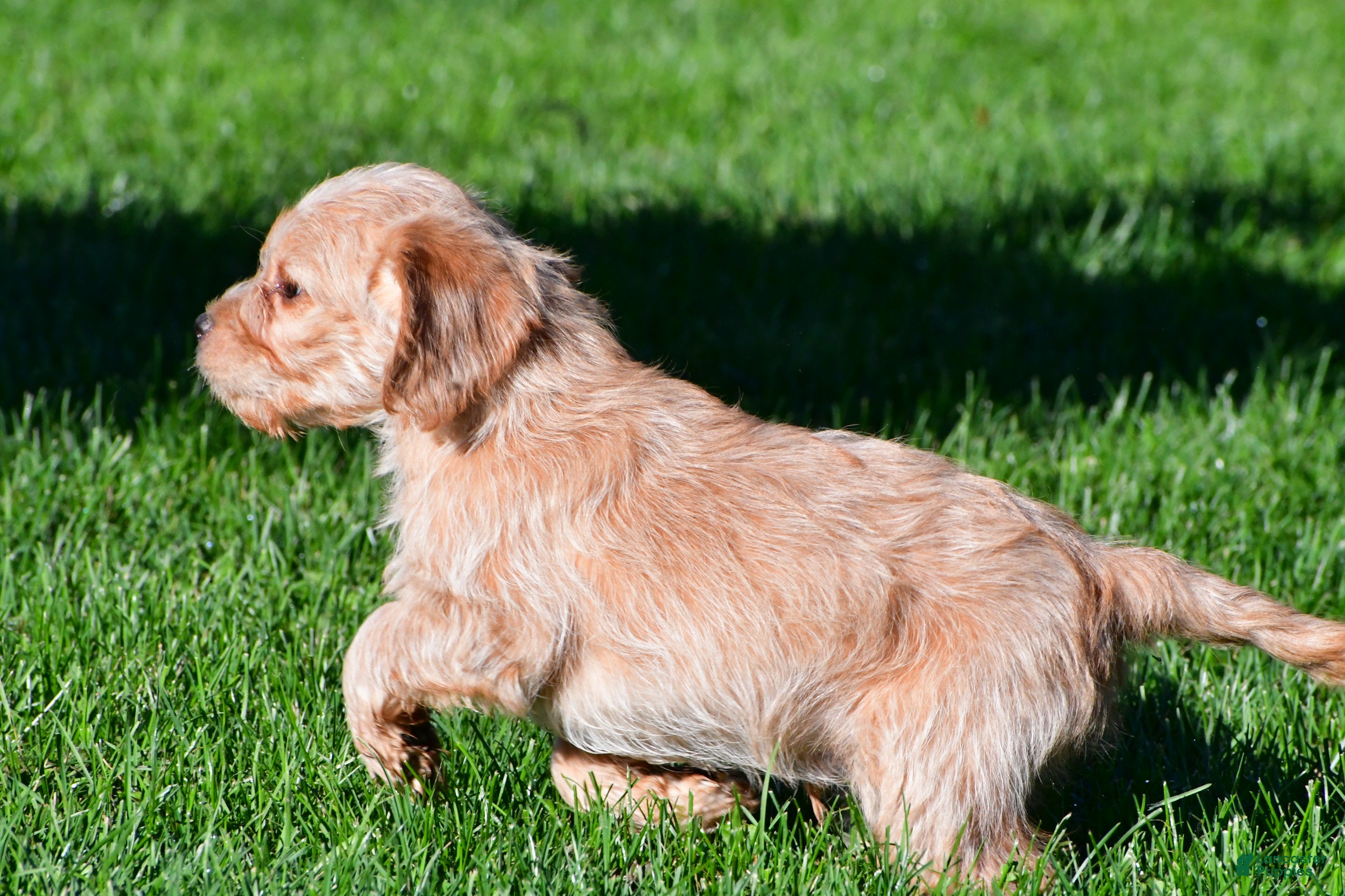 Puggle Puppies for sale in Baltic, Ohio Lancaster Puppies