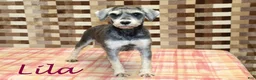 Miniature Schnauzer dogs for sale: Leo - Ad 4